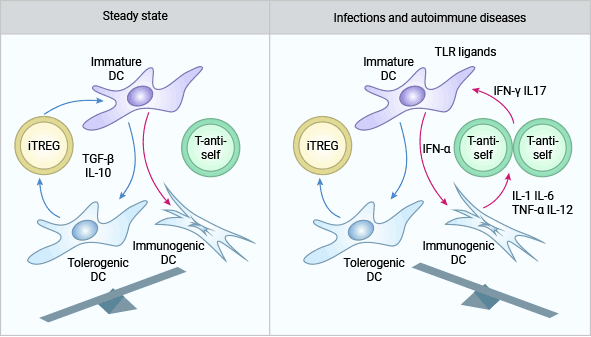 IL-10和TGF-β參與CD4+CD25+Treg（iTREG）的免疫調節(jié)作用機制