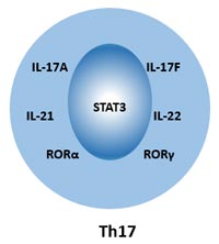 Th17細(xì)胞的細(xì)胞標(biāo)記