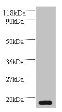CSB-PA014790EA01HU
