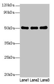 CSB-PA021300LA01HU