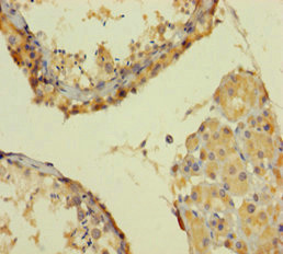 CSB-PA021799LA01HU