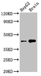 CSB-PA022838LA01HU