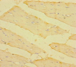 CSB-PA023620LA01HU