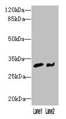 CSB-PA882075LA01HU