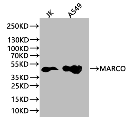 CSB-PA880072ESR2HU