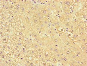 CSB-PA012354LA01HU