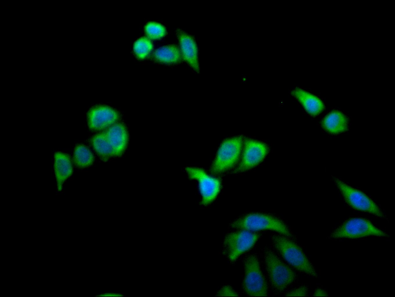 CSB-PA015249LA01HU