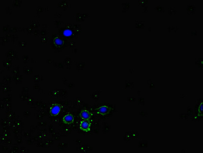 CSB-PA016092LA01HU