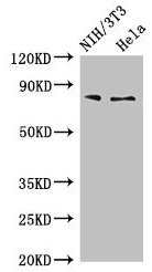 CSB-PA017522LA01HU
