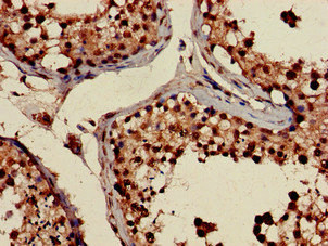 CSB-PA018779LA01HU