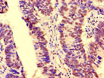 CSB-PA892153LA01HU