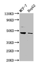 CSB-PA010287LA01HU