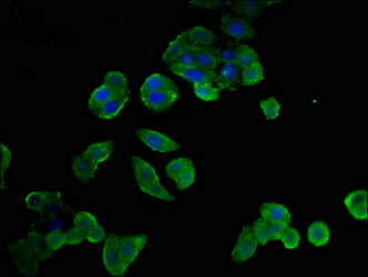 CSB-PA016137LA01HU