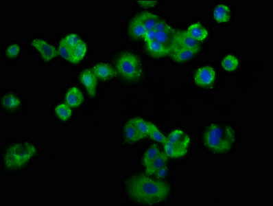 CSB-PA801252LA01HU