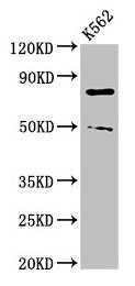 CSB-PA896493YA01HU