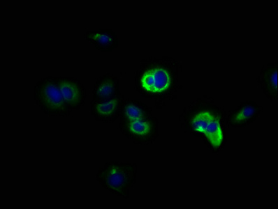 CSB-PA006548LA01HU