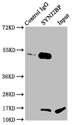 CSB-PA023018LA01HU