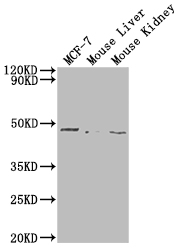 CSB-PA347832LA01HU