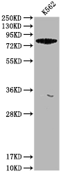 CSB-PA892139LA01HU