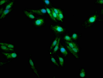 CSB-PA896493YA01HU