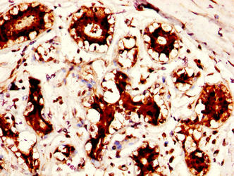 CSB-PA896493YA01HU