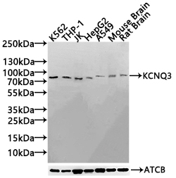 CSB-PA012091LA01HU