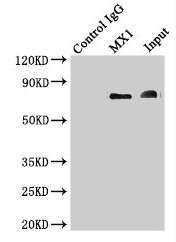 CSB-PA015249LA01HU