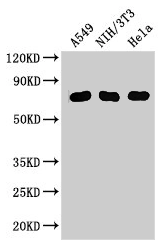 CSB-PA015249LA01HU
