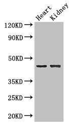 CSB-PA347832LA01HU