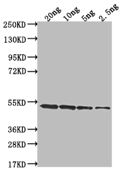 CSB-PA692021ZA01FLB WB