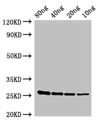 CSB-PA763968HA01SKW WB