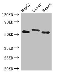 CSB-PA768239LA01HU