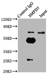 CSB-PA878920LA01HU