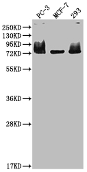 CSB-RA242999A0HU
