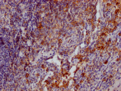 CSB-RA567010A0HU IHC