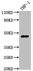 CSB-RA796695A0HU WB