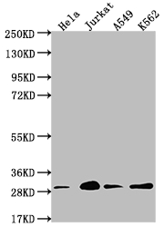 CSB-RA824302A0HU