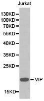 CSB-PA025858KA01HU