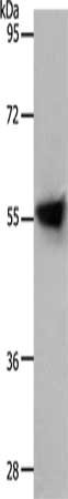 CSB-PA281969