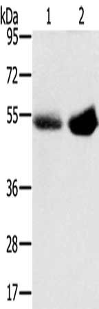 CSB-PA798619