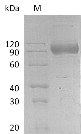 CSB-AP004351HU