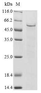 CSB-BP843315HU