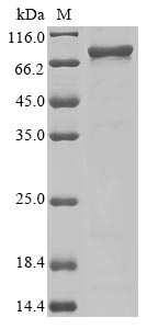 CSB-BP865133HUi2