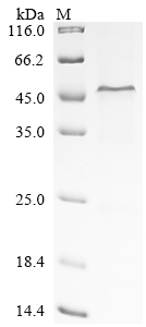 CSB-EP005273HU(F1)