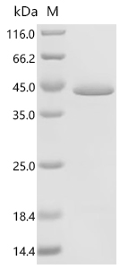CSB-EP012841HUc7