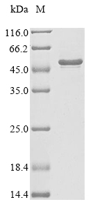 CSB-EP013332HU