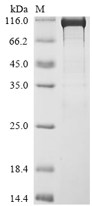 CSB-EP021799HU-B
