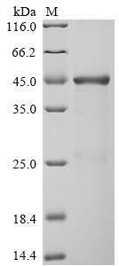 CSB-EP025847HU1