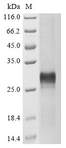 CSB-EP026138HU1