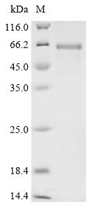 CSB-EP884462HU